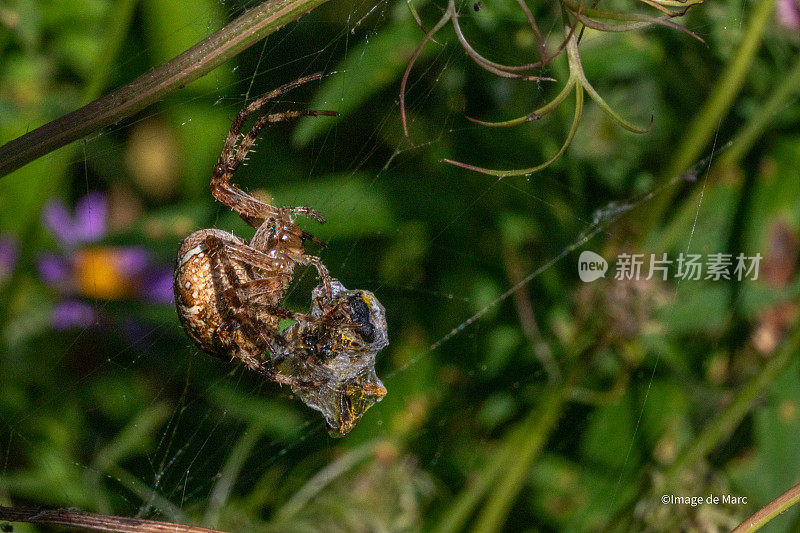 欧洲花园蜘蛛和他的猎物，交叉编织者，冠蜘蛛，(Araneus Diadematus)， Épeire diad<e:1>。